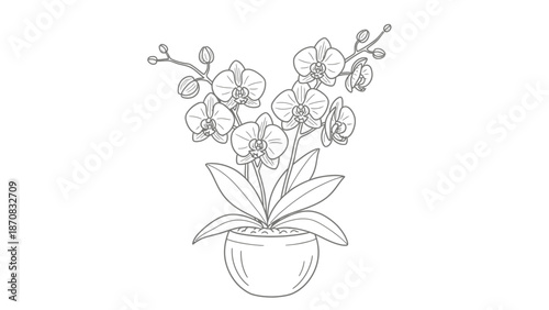 Elegant Line Drawing of a Potted Orchid Plant with Blooming Flowers and Buds for Artistic Floral