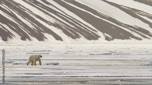 White lonely polar bear walking on drift ice on a frozen bay in Svalbard