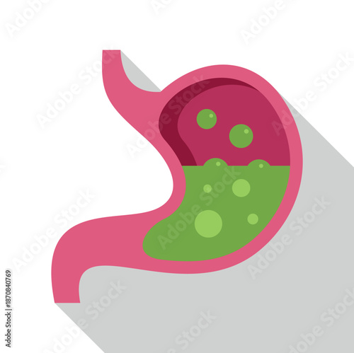 Stomach organ filled with acid during digestion process