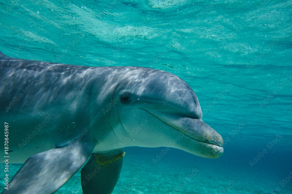 Naklejka premium Underwater dolphin swimming in turquoise water
