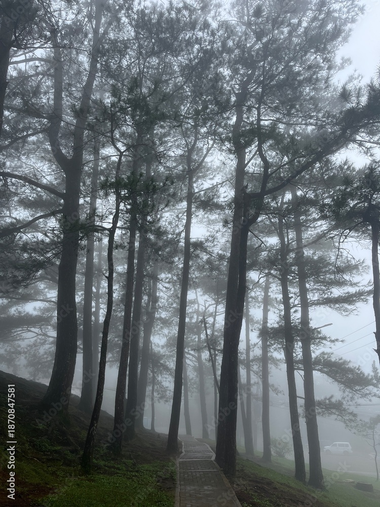 Fototapeta premium trees in the fog