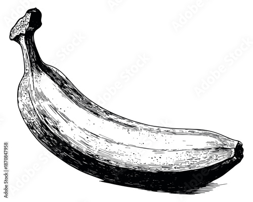 Hand drawn line art illustration of a banana depicting a whole tropical fruit for healthy food concepts