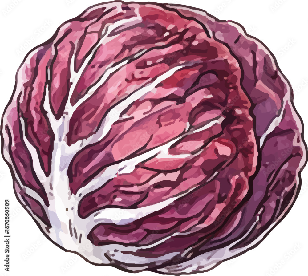 Obraz premium Watercolor Red Radicchio Head Vibrant Leaves Illustration