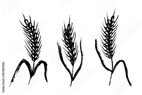 Set of hand drawn cereal wheat oat rye barley rice ears spikelet clipart Organic wheat bread agriculture farming harvest healthy food Single element for design print packaging label decor