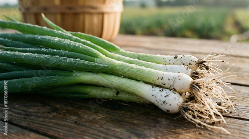 Freshly harvested green onions with roots on rustic wooden table