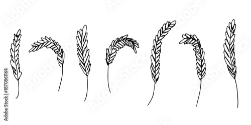 Set of hand drawn cereal wheat oat rye barley rice ears spikelet clipart Organic wheat bread agriculture farming harvest healthy food Single element for design print packaging label decor