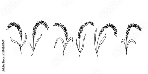 Set of hand drawn cereal wheat oat rye barley rice ears spikelet clipart Organic wheat bread agriculture farming harvest healthy food Single element for design print packaging label decor