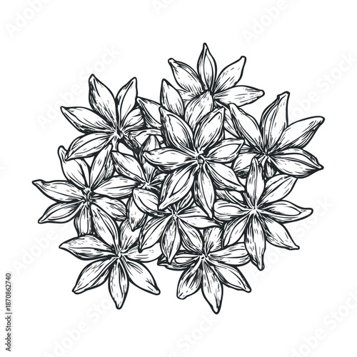 Aromatic star anise spice depicted in a detailed handdrawn style for culinary themes, cooking blogs, recipe books, kitchen decor, or natural ingredient packaging designs
