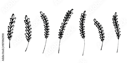 Set of hand drawn cereal wheat oat rye barley rice ears spikelet clipart Organic wheat bread agriculture farming harvest healthy food Single element for design print packaging label decor