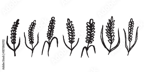Set of hand drawn cereal wheat oat rye barley rice ears spikelet clipart Organic wheat bread agriculture farming harvest healthy food Single element for design print packaging label decor