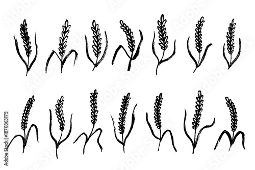 Set of hand drawn cereal wheat oat rye barley rice ears spikelet clipart Organic wheat bread agriculture farming harvest healthy food Single element for design print packaging label decor