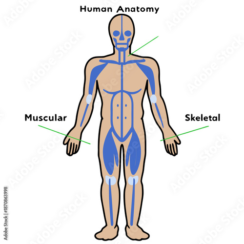 Human anatomy diagram showing muscular and skeletal systems  