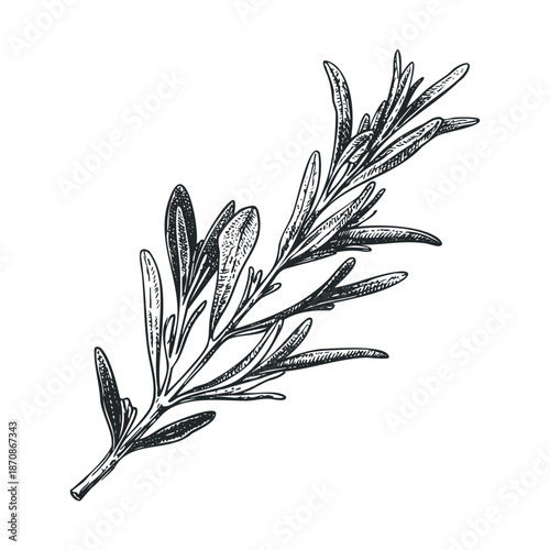 Aromatic rosemary sprig hand drawn in a botanical engraving style, perfect for cooking recipes, culinary branding, or natural food product labels.