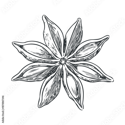 Detailed hand drawn sketch of a star anise pod, showcasing its unique star shape and textured surface, perfect for culinary and herbal medicine design projects or traditional recipe