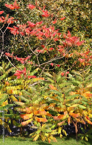 Portrait view of bush displaying range of beautiful autumnal colour.