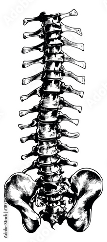 Hand drawn line art illustration of human spine and pelvis depicting anatomical structure for medical education