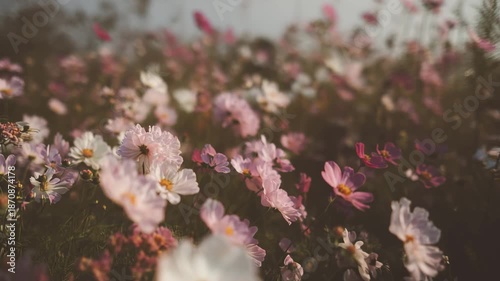 pink rose flower, white calla lily, lily of the valley, water drops on a leaf, yellow flowers in the garden, pink flowers in spring, pink carnation flower, magnolia flower in spring, pink dahlia