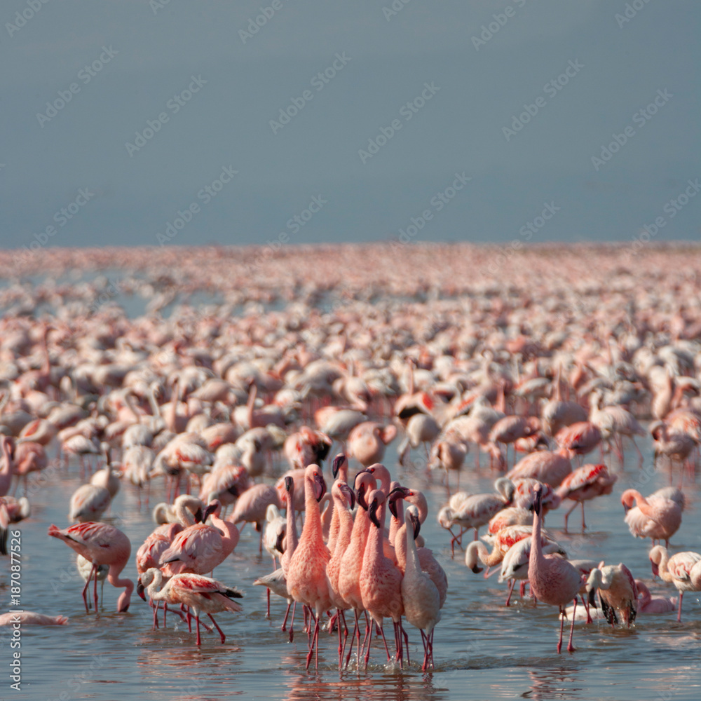 Fototapeta premium Lesser Pink Flamingoes at Lake Nakuru, Kenya