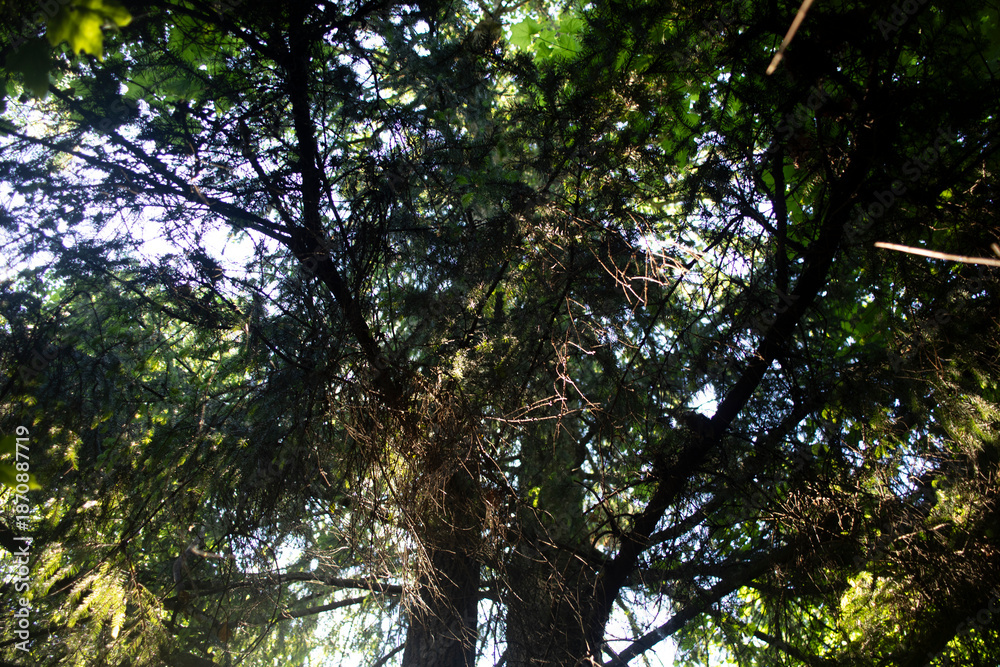 Fototapeta premium Trees in the forest. Spruce forest. Spruce branches.