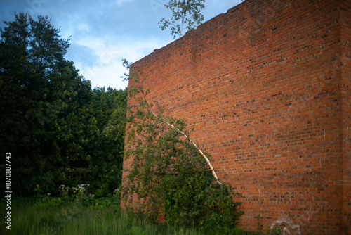 Abandoned red brick building. The building was overgrown with plants. Trees on the roof of an abandoned factory.