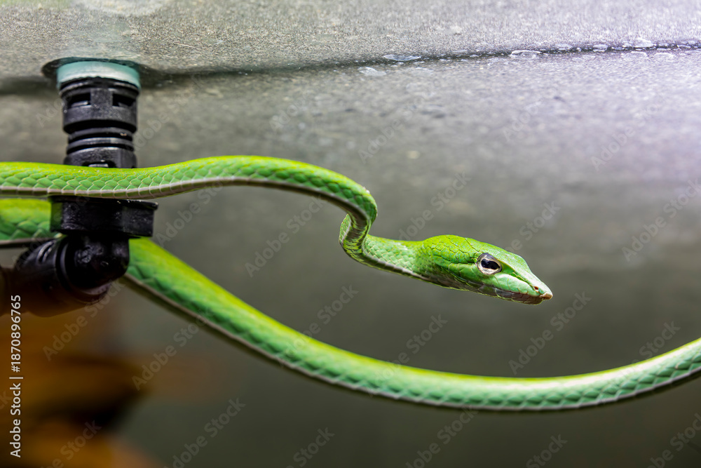 Naklejka premium Oriental whip snake (Ahaetulla prasina) is an arboreal, moderately venomous species of opisthoglyphous vine snake in the family Colubridae, found in Southern and Southeast Asia. 