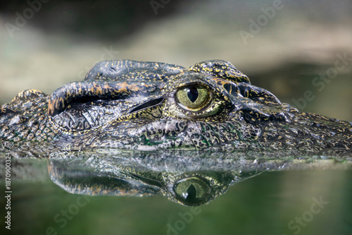 Fotografi The head of Siamese crocodile (Crocodylus siamensis) is a medium-sized freshwater crocodile