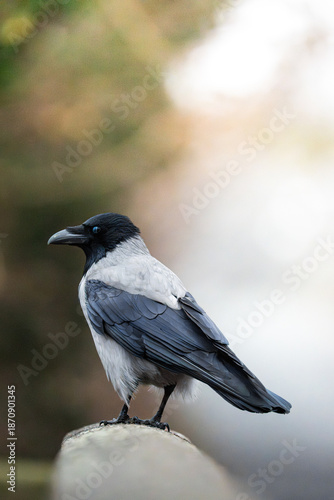 Grey crow keeping a watchful eye