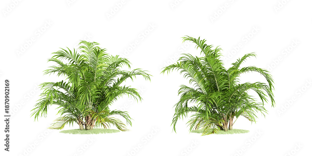 Naklejka premium palm tree isolated on white background
