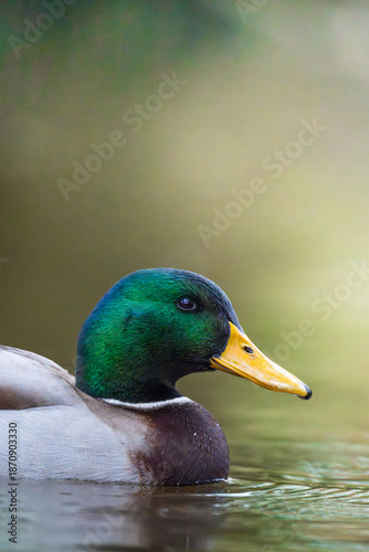 Mallard close-up swimming in a pond