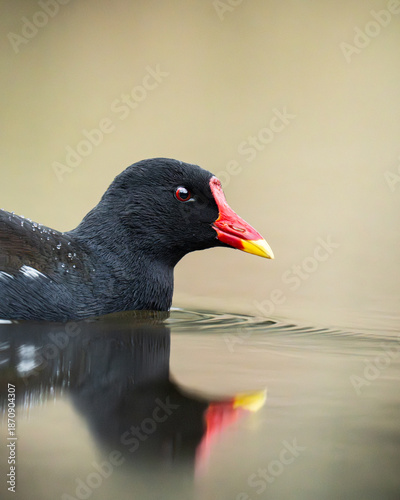 Common Moorhen close-up swimming in a pond
