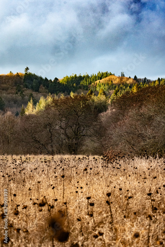Autumn meadow with forested hills and dramatic sky