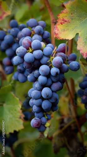 Sangiovese Grapes on Vine Close-Up