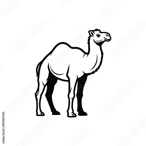 camel isolated on white