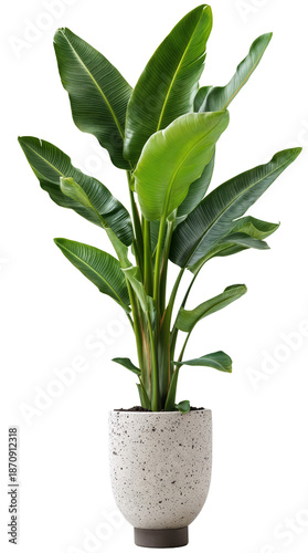 A beautiful palm plant , isolated over transparent background, PNG cut-out