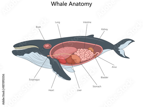 anatomy of a whale, highlighting major organs like lungs, heart, brain, stomach, intestines, and liver diagram hand drawn schematic vector. Science educational illustration