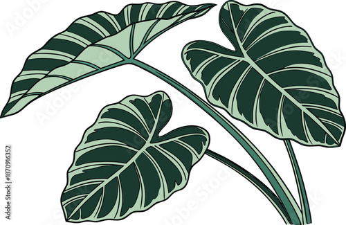 Colocasia Leaf and Stem Top. Taro Leaf and Stem Top Design. Colocasia Plant Leaf Illustration. Taro Plant Leaf and Stem. Colocasia Green Leaf Top View. Taro Leaf Stem Botanical Design. Colocasia Leaf