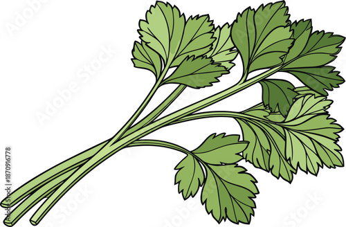 Colocasia Leaf and Stem Top. Taro Leaf and Stem Top Design. Colocasia Plant Leaf Illustration. Taro Plant Leaf and Stem. Colocasia Green Leaf Top View. Taro Leaf Stem Botanical Design. Colocasia Leaf