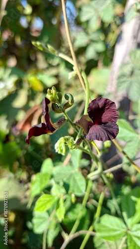 Beautiful maroon wild pea flower in the garden with natural sunlight and bokeh background.