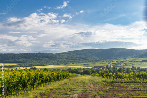 Принти на полотні Hercegkut vineyard landscape in Tokaj Wine Region