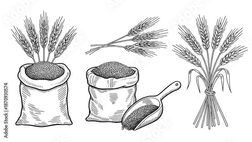 Vintage hand-drawn illustration of wheat grains in burlap sacks and a wooden scoop, with wheat stalks, agricultural harvest concept