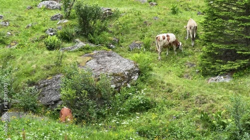 Cows Grazing on a Lush Green Mountain Slope with a Stream in Koenigsleiten, Austria