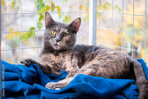 Relaxed Transylvanian cat resting on a soft blanket in a cat balcony by the window