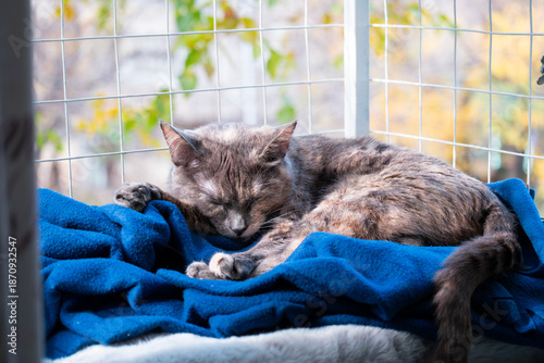Relaxed Transylvanian cat resting on a soft blanket in a cat balcony by the window