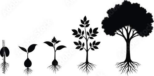 Growth cycle of a tree from seed to mature plant, evolution of life stages in nature, botanical development process, environmental ecology vector illustration.
