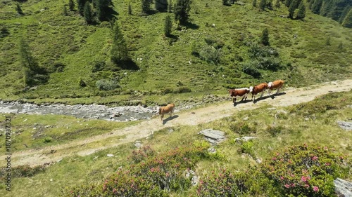 Cattle Walk on a Scenic Mountain Path Next to a Clear River in Koenigsleiten, Austria.