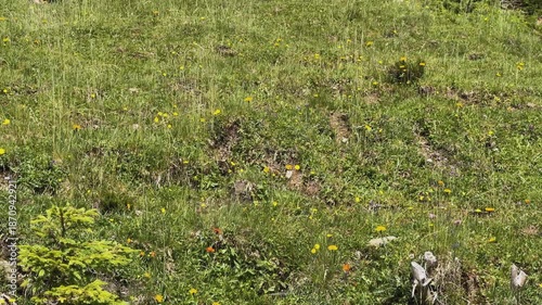 Slow Motion Video of Young Cows Grazing in a Green Mountain Pasture in Koenigsleiten, Austria