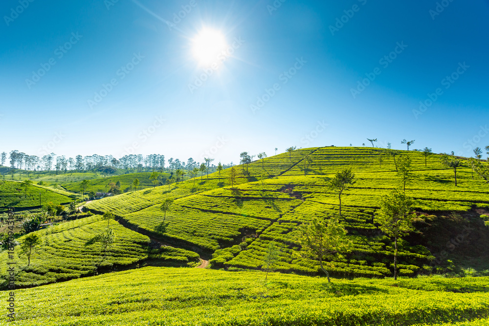 Fototapeta premium Sri Lanka tea plantations view