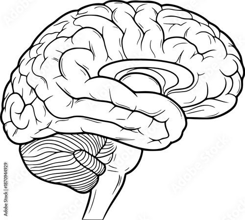 Brain Stem Drawing – Black and White Vector Illustration, Human Brain Anatomy, Brain and Brainstem, Cerebrum, Cerebellum, Medulla, Medical, Science, Outline Sketch, Line Art, Editable Vector Design.
