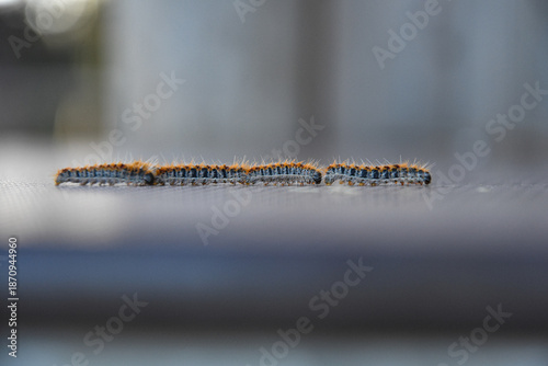 Chenilles processionnaires à la file indienne sur une surface lisse de jeux destinés aux enfants