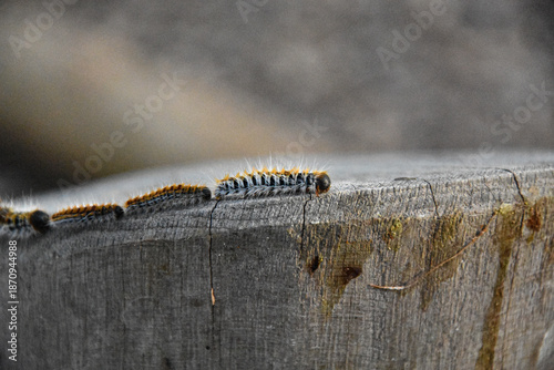 Chenilles processionnaires du pin en marche à la file indienne